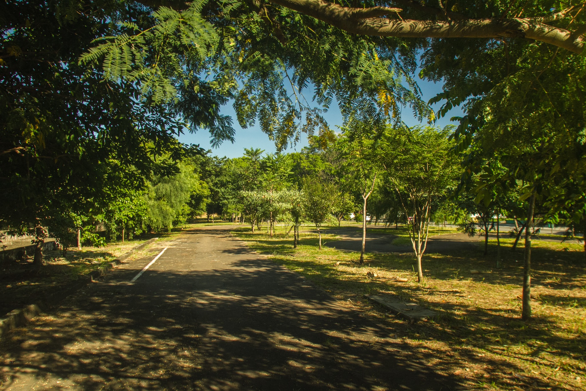 A imagem mostra um caminho pavimentado sombreado por árvores de folhas verde-escuras e verde-claras. A luz do sol atravessa a copa das árvores, criando manchas de sombra e luz no chão em tons de marrom e cinza. À esquerda e à direita do caminho, há várias árvores jovens e adultas, todas em diferentes tonalidades de verde, formando um ambiente muito arborizado.  O céu aparece em algumas aberturas entre as folhas, em um azul intenso. A grama ao longo do caminho é verde-amarelada em algumas áreas, indicando trechos mais secos. Galhos e folhas projetam sombras alongadas, que criam padrões escuros no piso. A cena transmite a sensação de um parque tranquilo e fresco, dominado por tons de verde, marrom e azul.