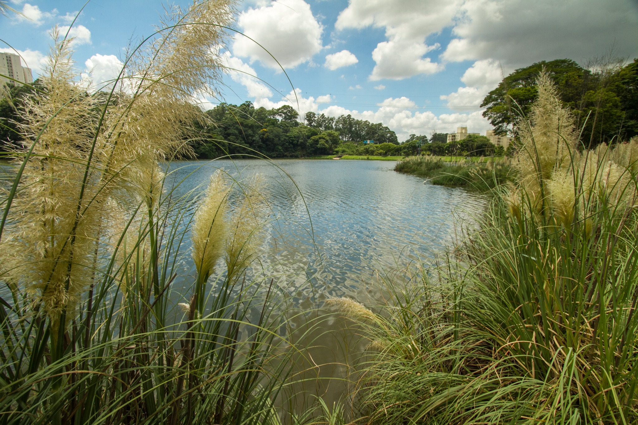 A imagem mostra um lago amplo de água azulada, com reflexos prateados causados pela luz do sol. À frente, ocupando boa parte da cena, há grandes tufos de capim-dos-pampas em tons de bege-claro e creme, com hastes verdes longas e finas. As plumas, suaves e volumosas, contrastam com a água azul ao fundo.  Do outro lado do lago, vê-se uma faixa de vegetação densa em diferentes tons de verde — desde verde-escuro das árvores maiores até verde-vivo da grama próxima à margem. O céu está parcialmente nublado, com nuvens brancas e cinza-claro espalhadas sobre um fundo azul intenso. À direita, próximas ao horizonte, surgem algumas construções de cor creme e bege, parcialmente escondidas pela copa das árvores.  A composição mistura cores suaves e naturais — azuis, verdes e tons terrosos — transmitindo a sensação de um ambiente tranquilo e cheio de vida.