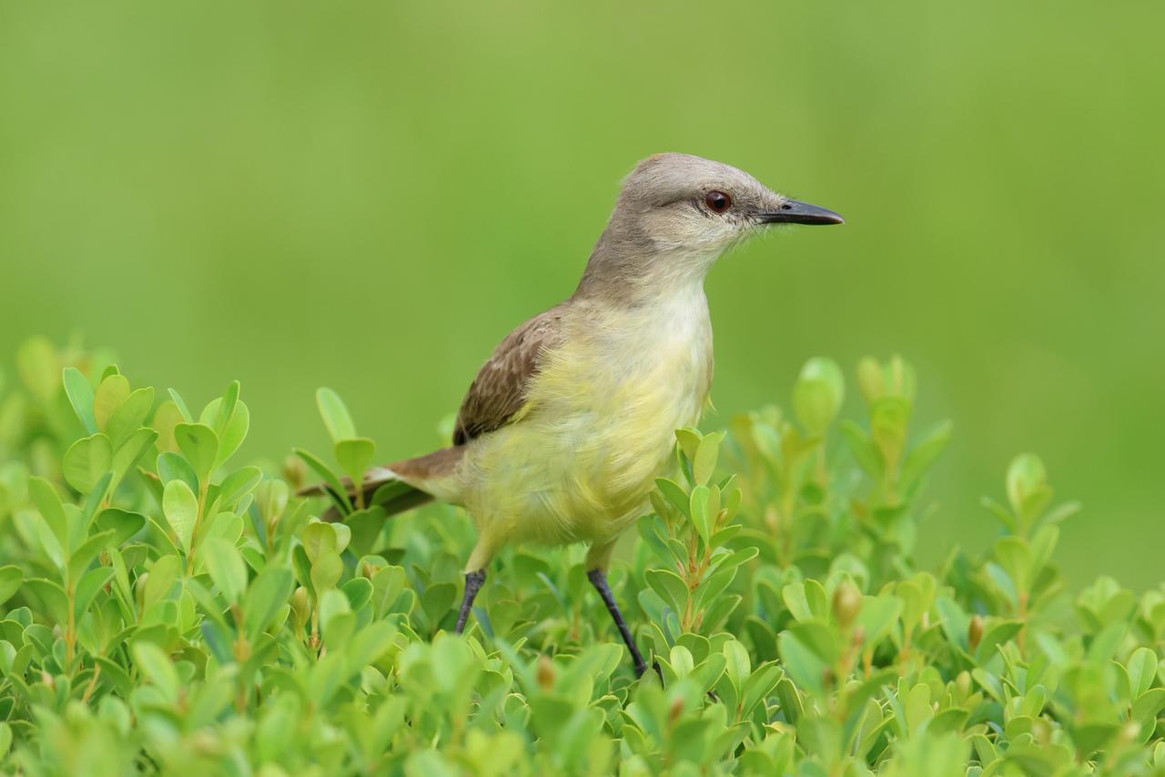 Ave de pequeno porte pousada entre folhagens densas, com predominância de tons de verde-claro e verde-vivo no fundo e nas plantas ao redor. O pássaro apresenta peito e barriga em amarelo suave, costas e asas em marrom-claro, cabeça em cinza-bege, bico fino de cor preta e olhos escuros com leve brilho. As pernas são acinzentadas, e o fundo desfocado em verde cria contraste, destacando a ave em primeiro plano e transmitindo uma sensação de ambiente natural e tranquilo.