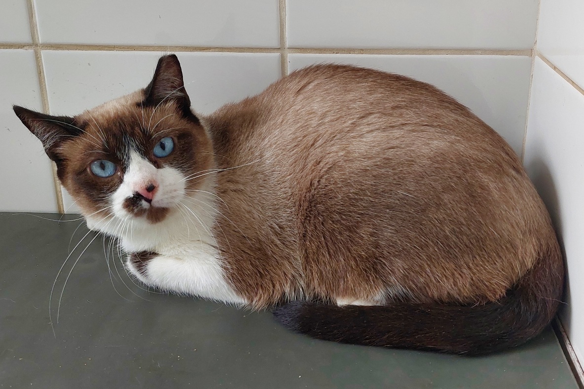 #PraCegoVer: Antonelli é uma gata com pelagem marrom e manchas pretas e brancas, possui olhos azuis, e está deitada olhando para frente 