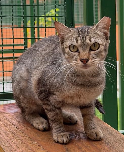 #PraCegoVer: Catelyn é um a gata de pelagem clara com manchas escuras, possui olhos verdes e está sentada olhando para frente, sua orelha esquerda tem a pontinha faltando.  