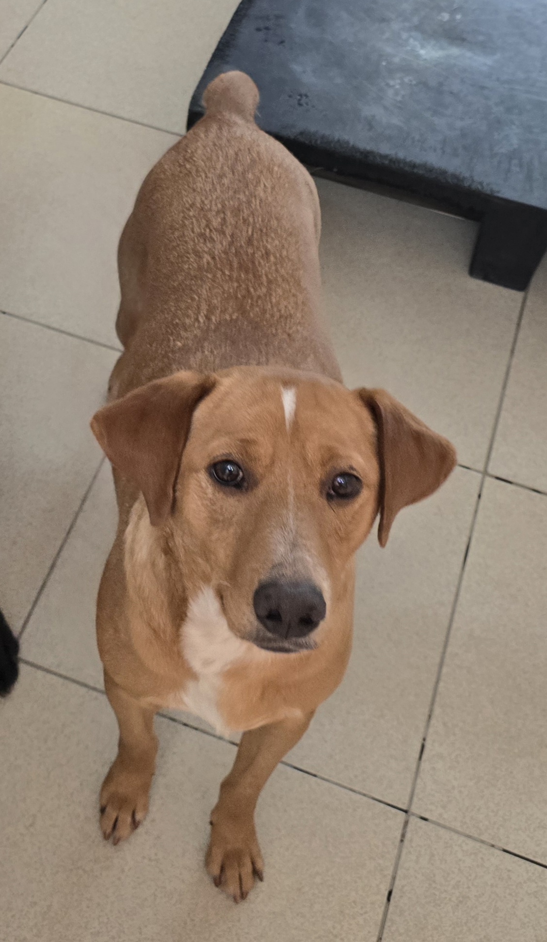 #PraCegoVer: Chico é um cachorro de pelagem marrom com manchas brancas, possui olhos marrons e está em pé olhando para cima. 