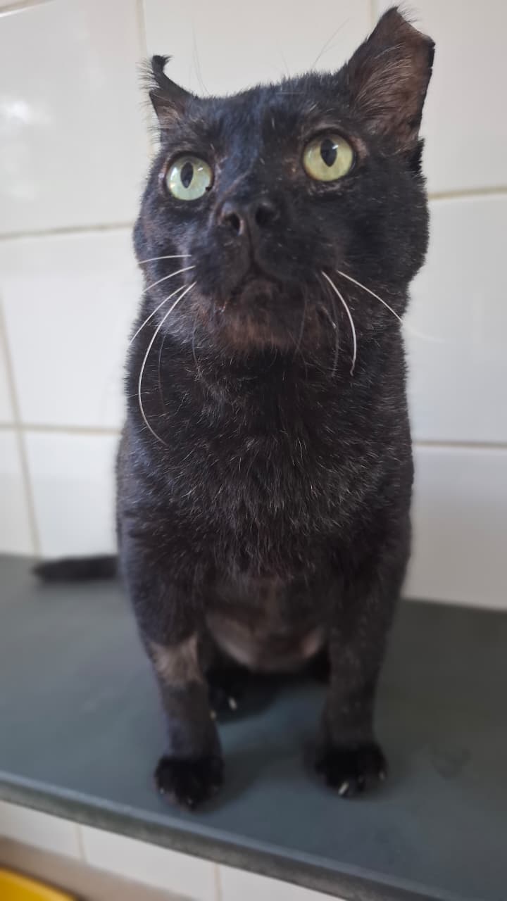 #PraCegoVer: Cirilo é um gato de pelagem totalmente preta, com olhos verdes, e está sentado olhando para a frente.