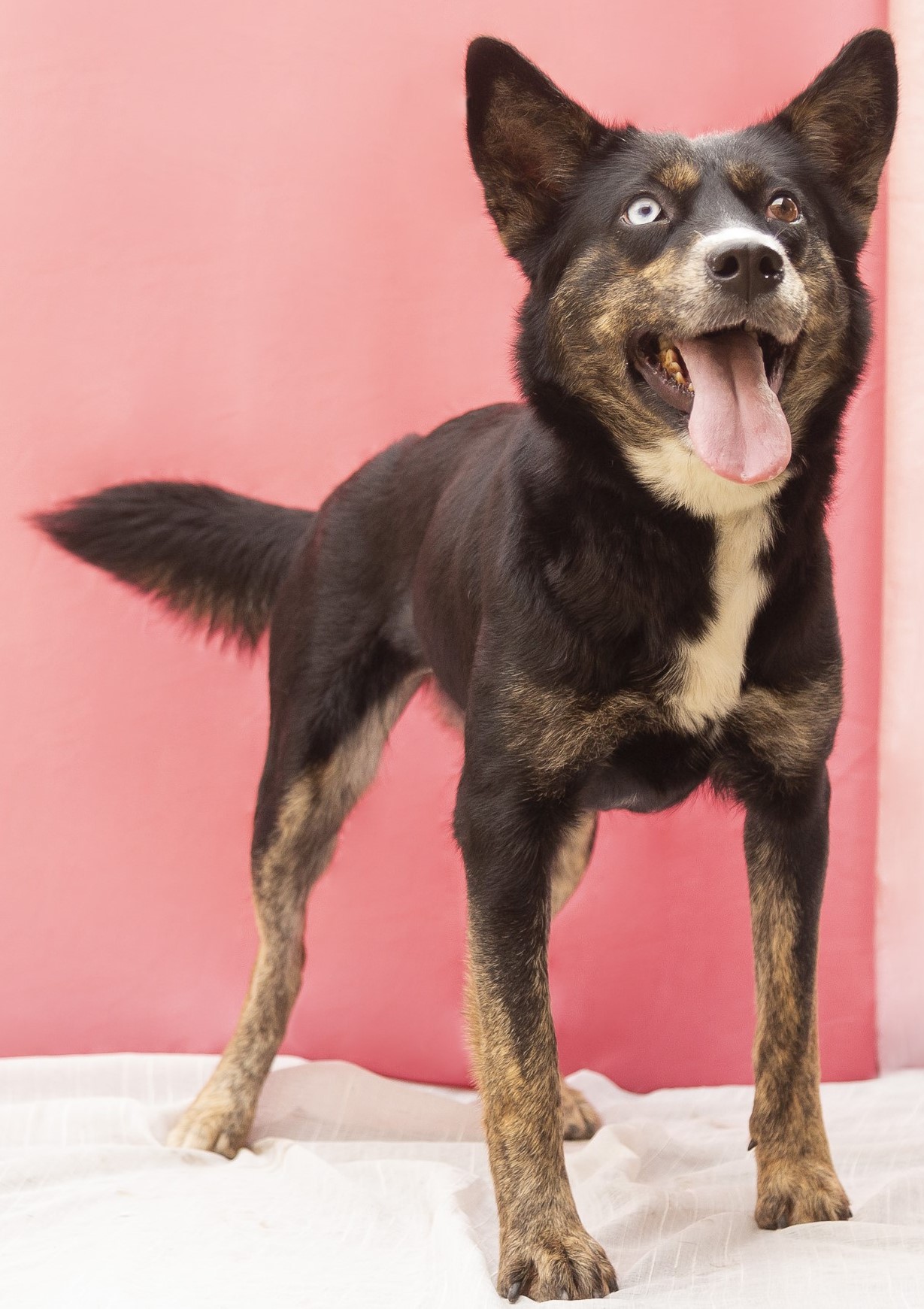 #PraCegoVer: Dorothy é uma cachorra de pelagem preta, com manchas brancas e marrons, olho direito de cor acinzentada e esquerdo castanho, e está em pé olhando para cima.