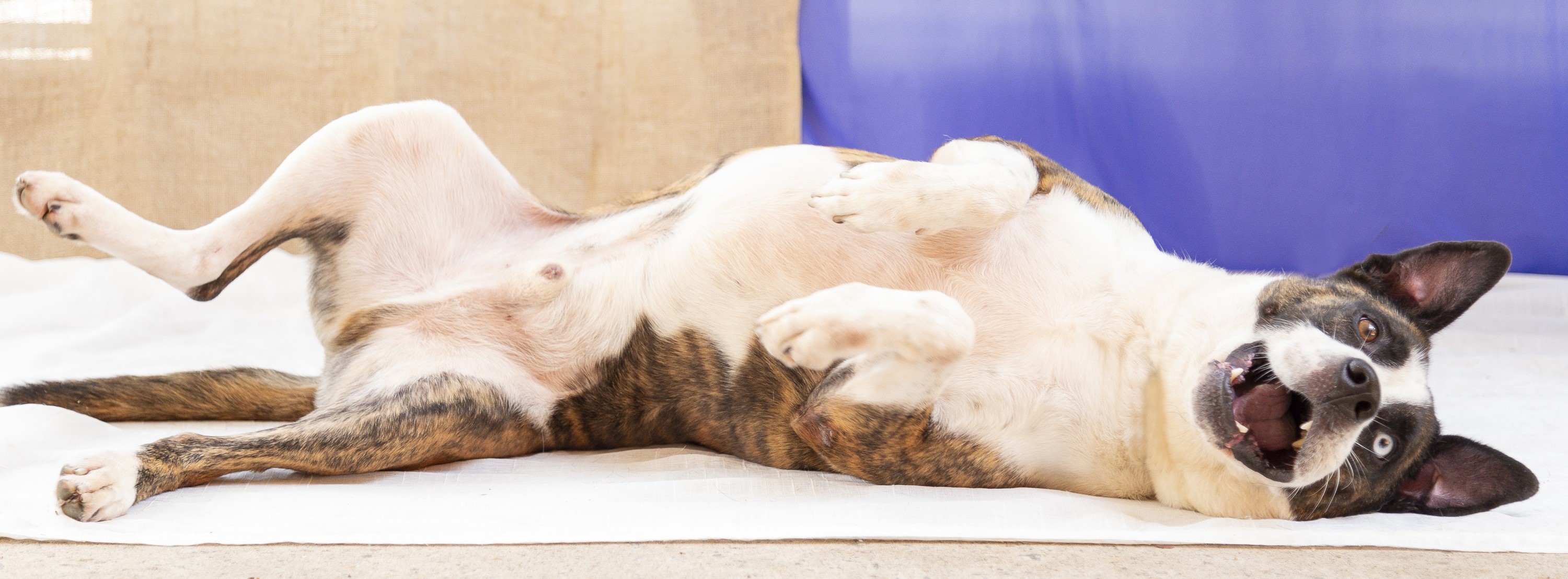 #PraCegoVer: Eros é um cachorro com pelagem branca com manchas marrons e pretas, possui um olho marrom e o outro branco, está deitado com a barriga para cima olhando para frente  