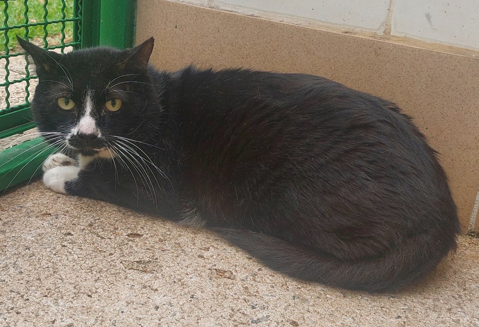 #PraCegoVer: Fofão é um gato de pelagem preta com manchas brancas, possui olhos verdes e está deitado olhando para frente. 