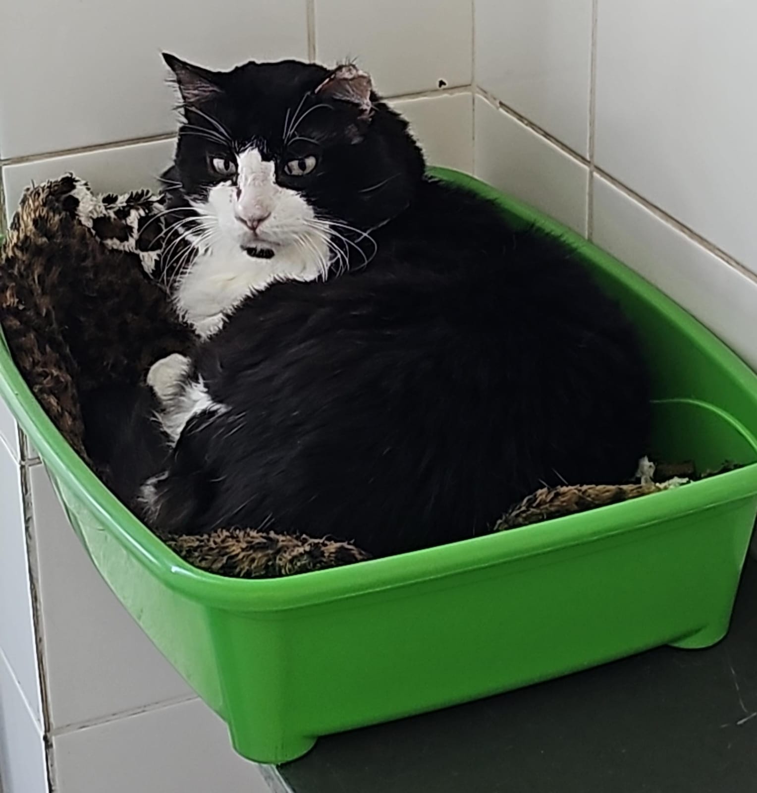 #PraCegoVer: Frederico é um gato de pelagem preta com manchas brancas, possui os olhos verdes e está deitado olhando para o lado. 