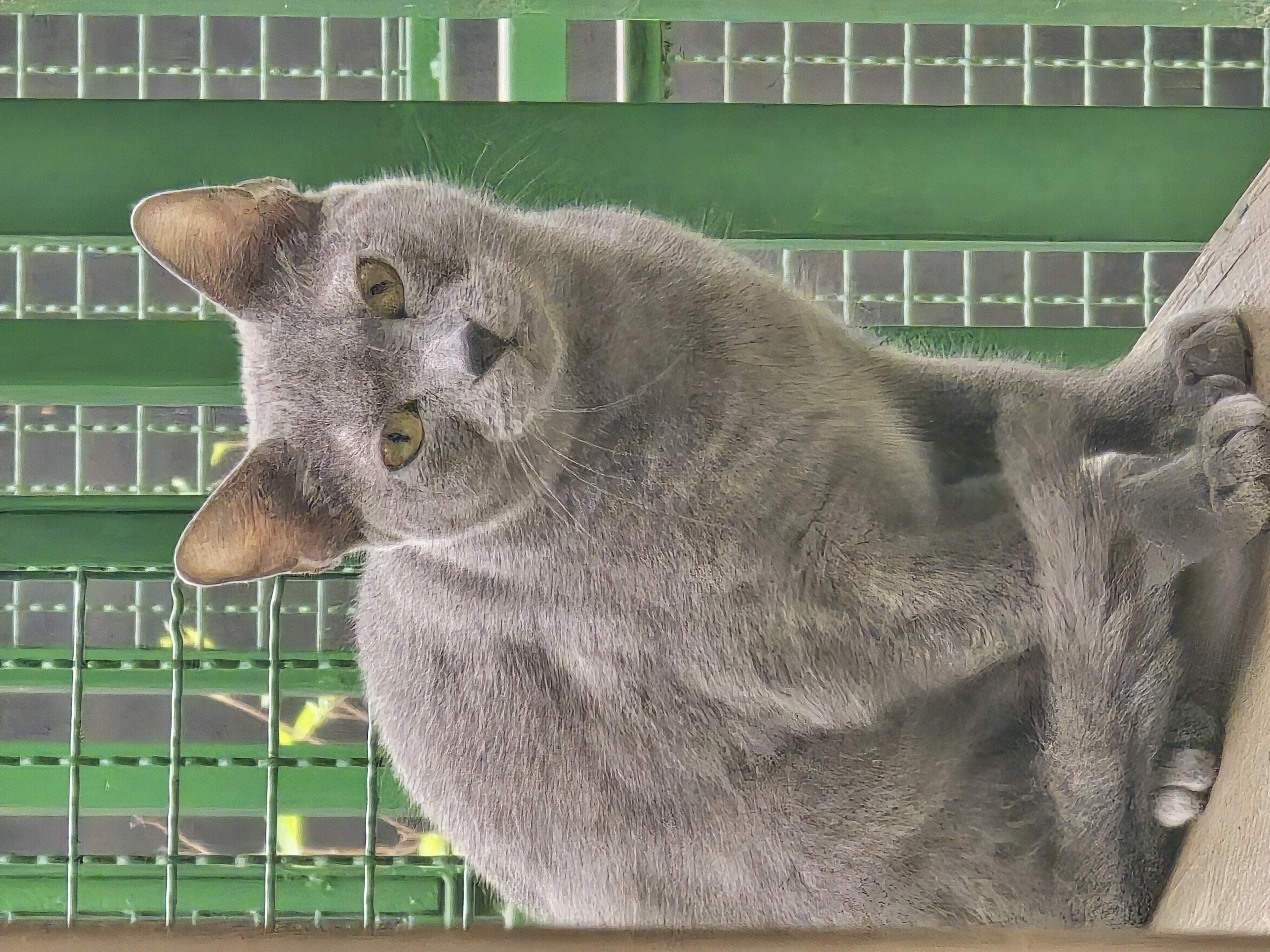 #PraCegoVer: Grey é um gato de pelagem inteira cinza, possui olhos verdes e está sentado olhando para frente. 