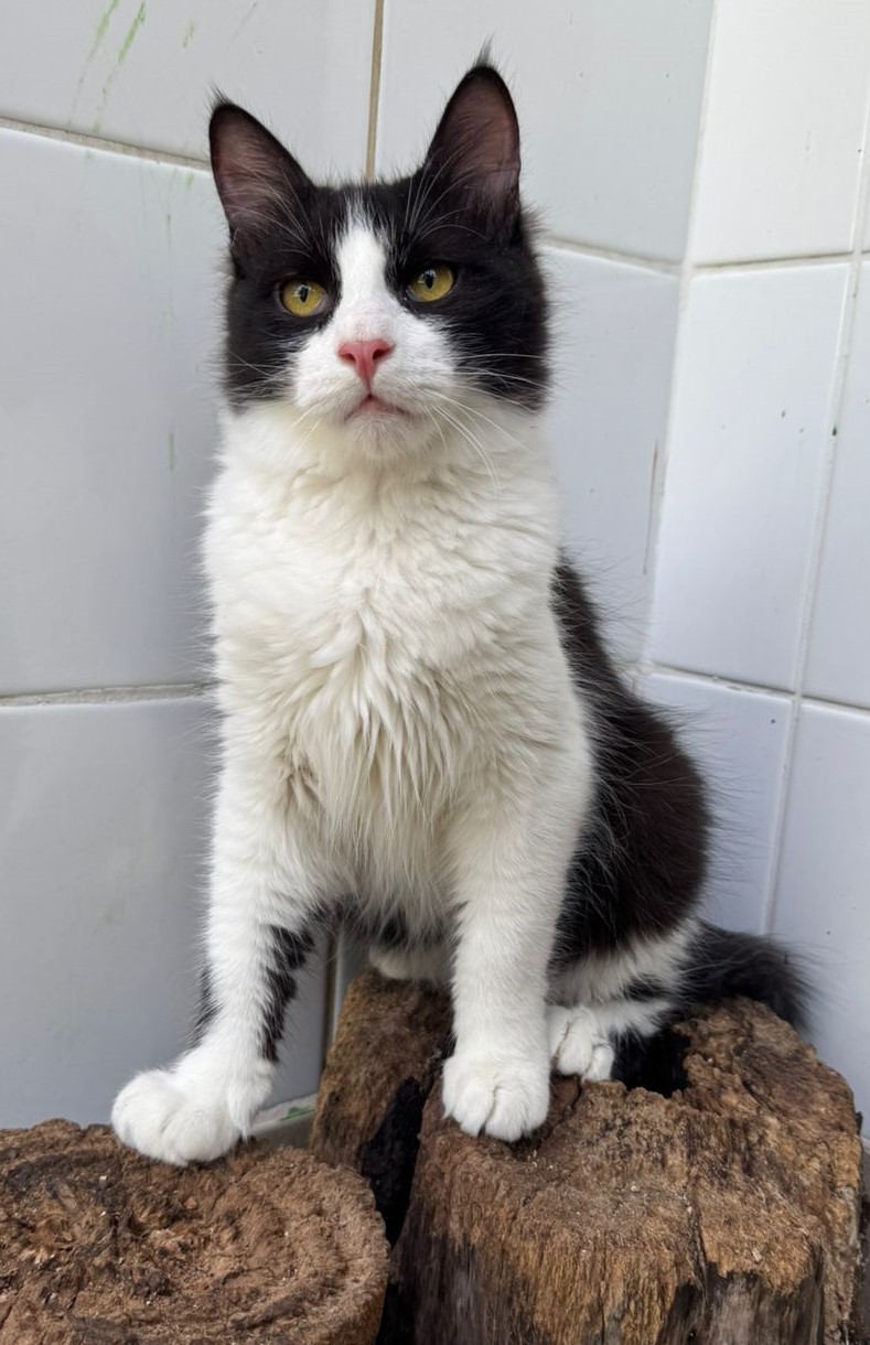 #PraCegoVer: João Napolitano é um gato de pelagem preta e branca, possui olhos verdes e está sentado olhando para frente.