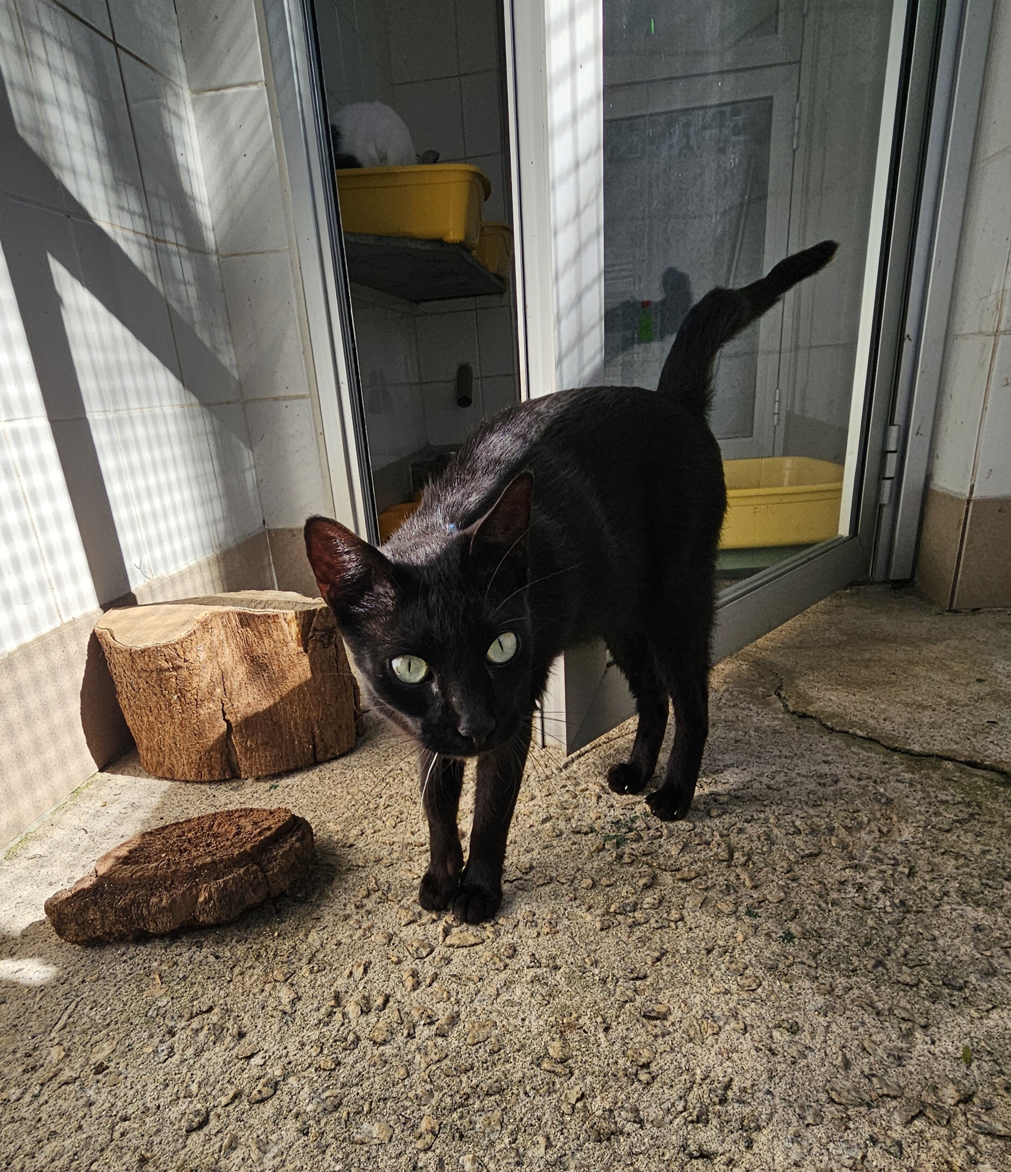 #PraCegoVer: Jonas é um gato de pelagem toda preta, possui os olhos verdes e está em pé olhando para frente.