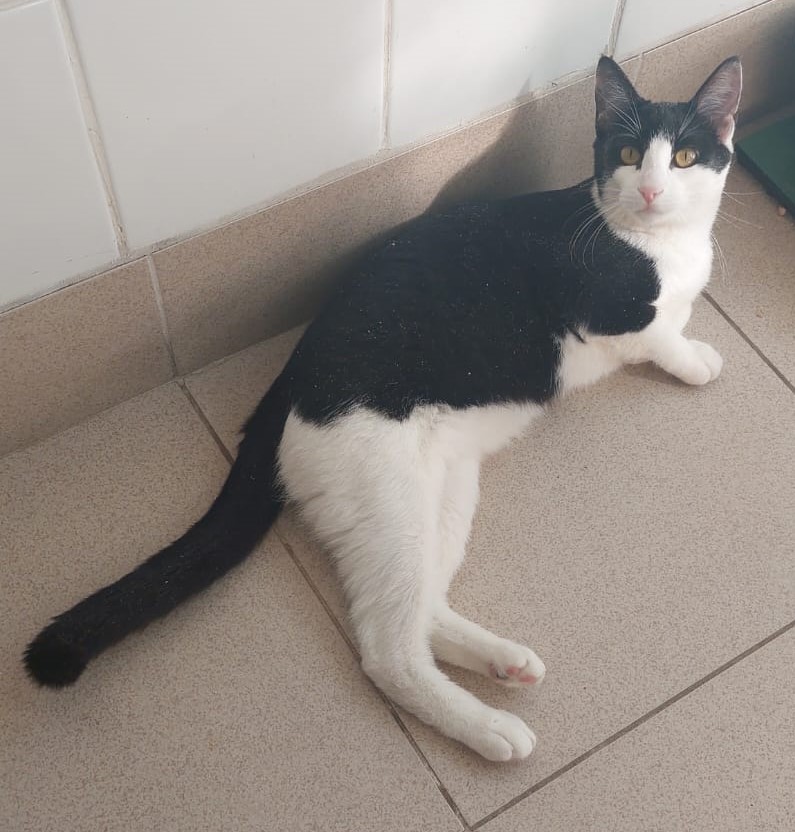  #PraCegoVer:Juca é um gato de pelagem preta com manchas brancas, possui olhos amarelos e está deitando olhando para cima. 