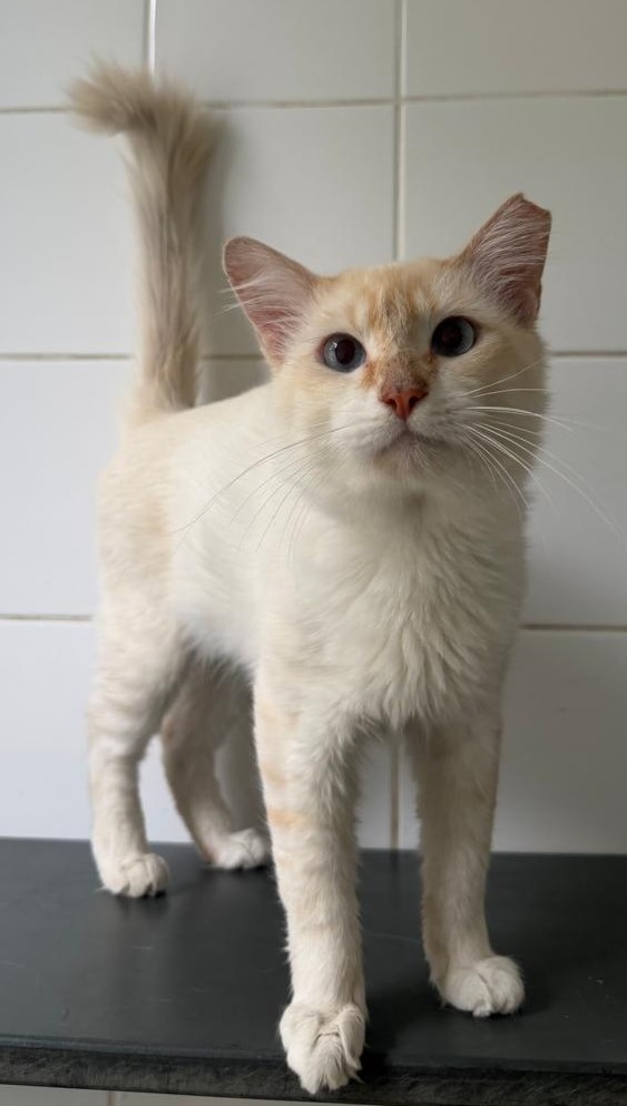 #PraCegoVer: Kokimoto é uma gato da pelagem branca com manchas laranjas, olhos da cor azul e está olhando para a frente.