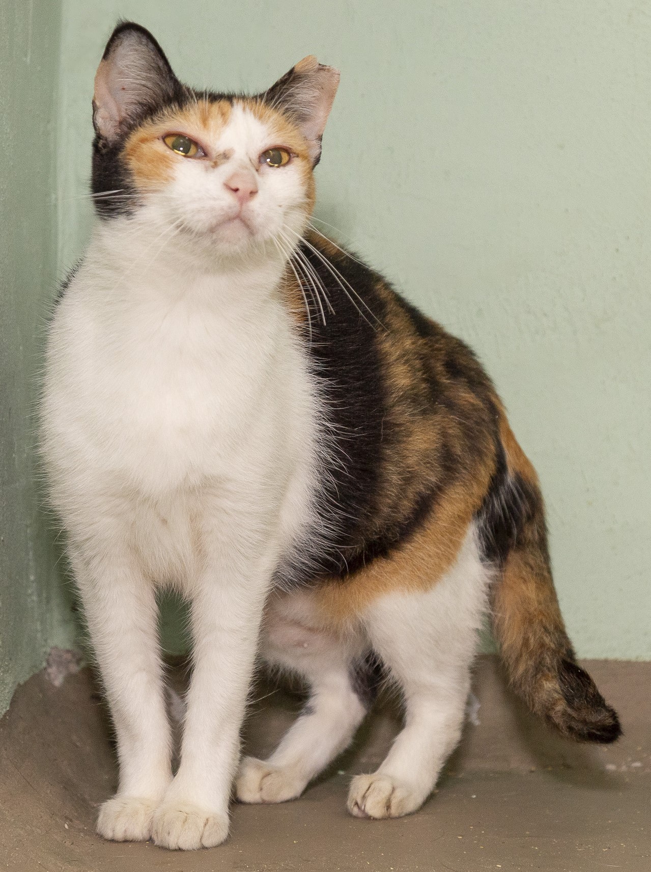 #PraCegoVer: Letty é uma gata de pelagem branca com manchas pretas e laranjas, possui os olhos amarelos e está sentada olhando para cima.   