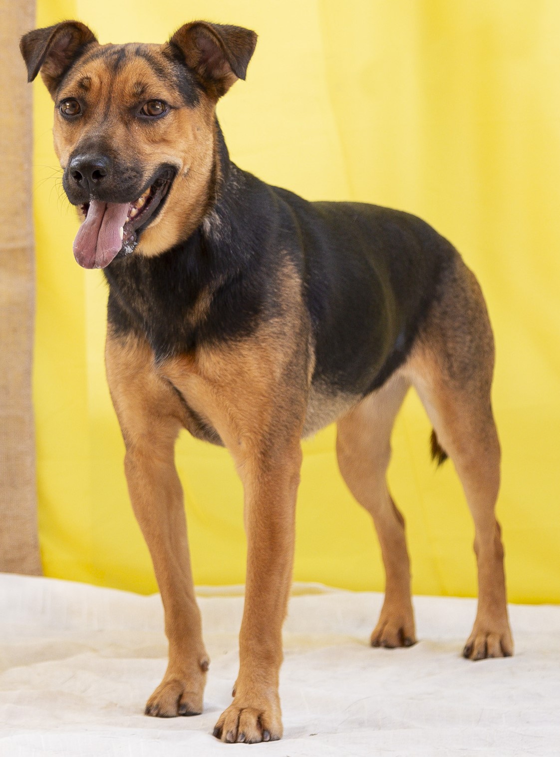 #PraCegoVer: Lili é uma cachorra com pelagem preta com manchas marrons, seus olhos são marrons e está em pé olhando para o lado com a língua para fora 