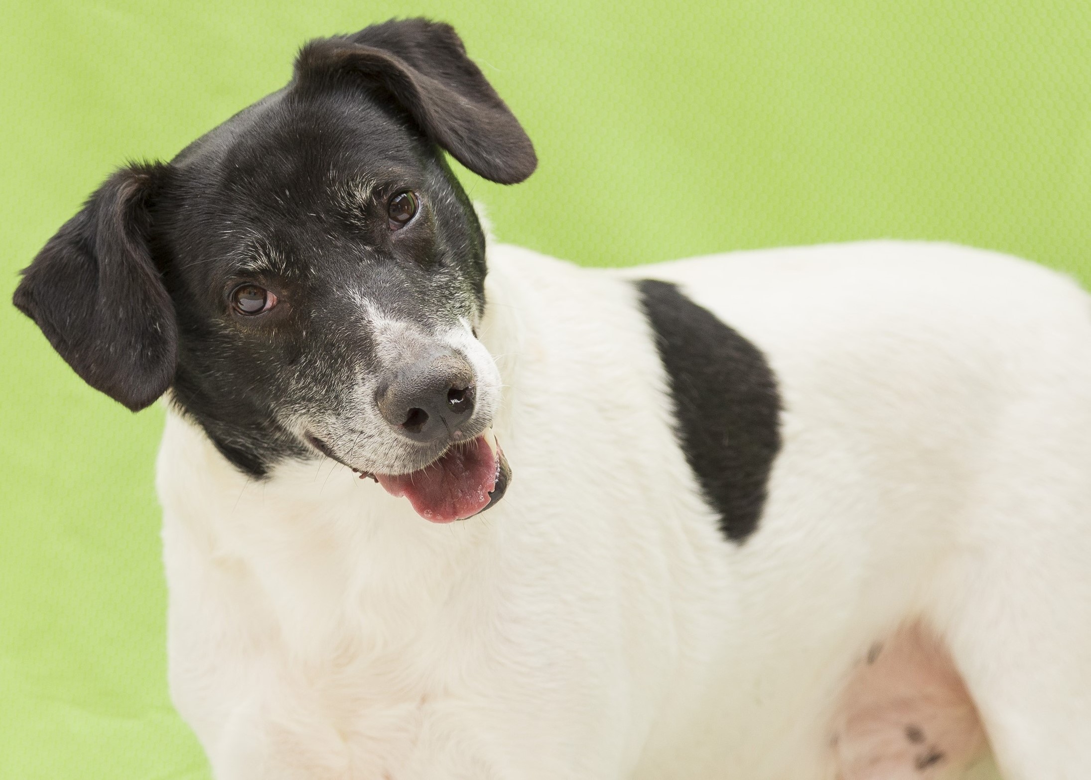#PraCegoVer: Magrelo é um cachorro de pelagem branca e preta, olhos castanhos e está em pé olhando para a frente.