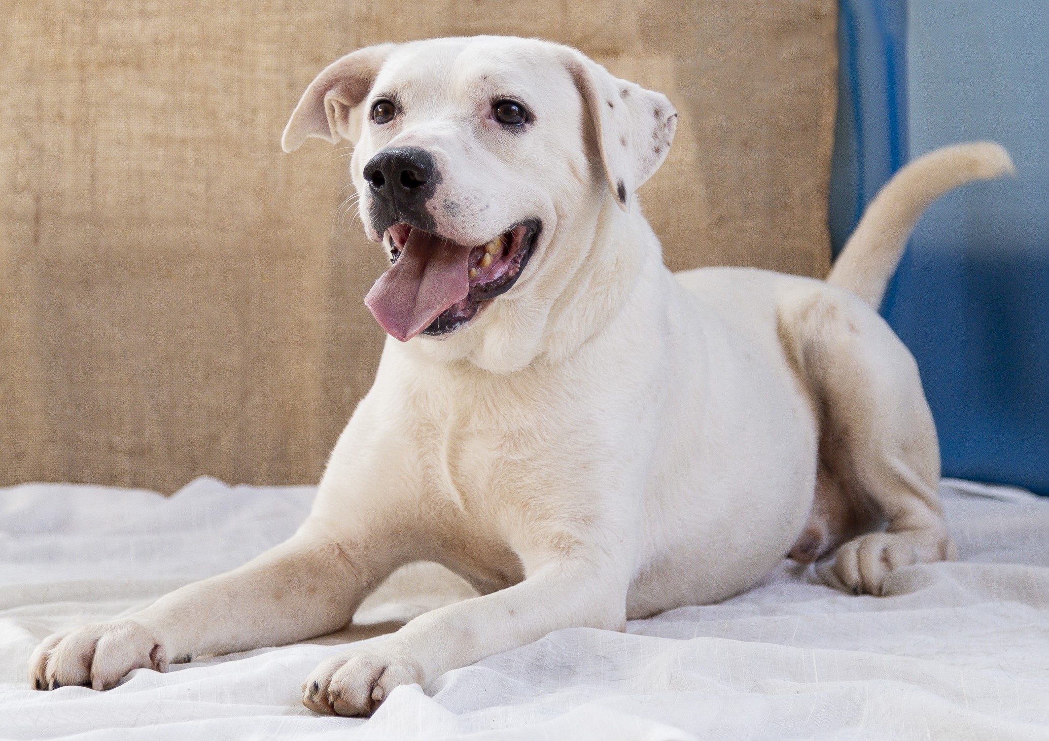 #PraCegoVer: Nevasca é um cachorro com a pelagem inteira branca, com pequenas manchas pretas na orelha, possui olhos pretos está deitado olhando para frente com a língua para fora  