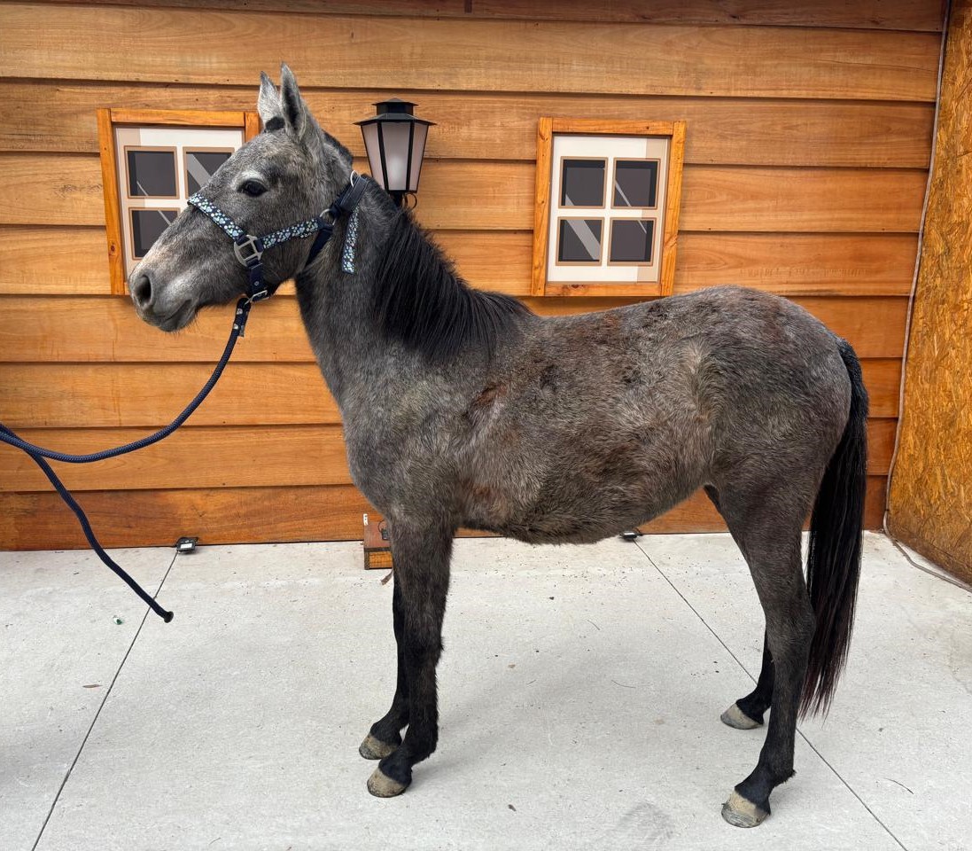  #PraCegoVer: Oquídea é uma égua de pelagem preta com manchas brancas, possui os olhos pretos e está em pé, de perfil, olhando para frente.