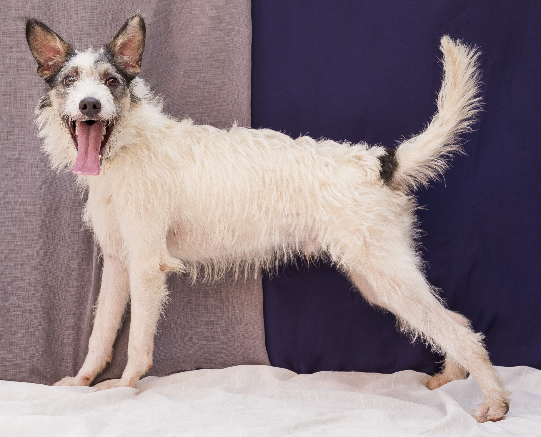 #PraCegoVer:Pelé é um cachorro de pelagem comprida, branca com manchas pretas. possui olhos marrons, suas orelhas são levantadas e está em pé olhando para frente.