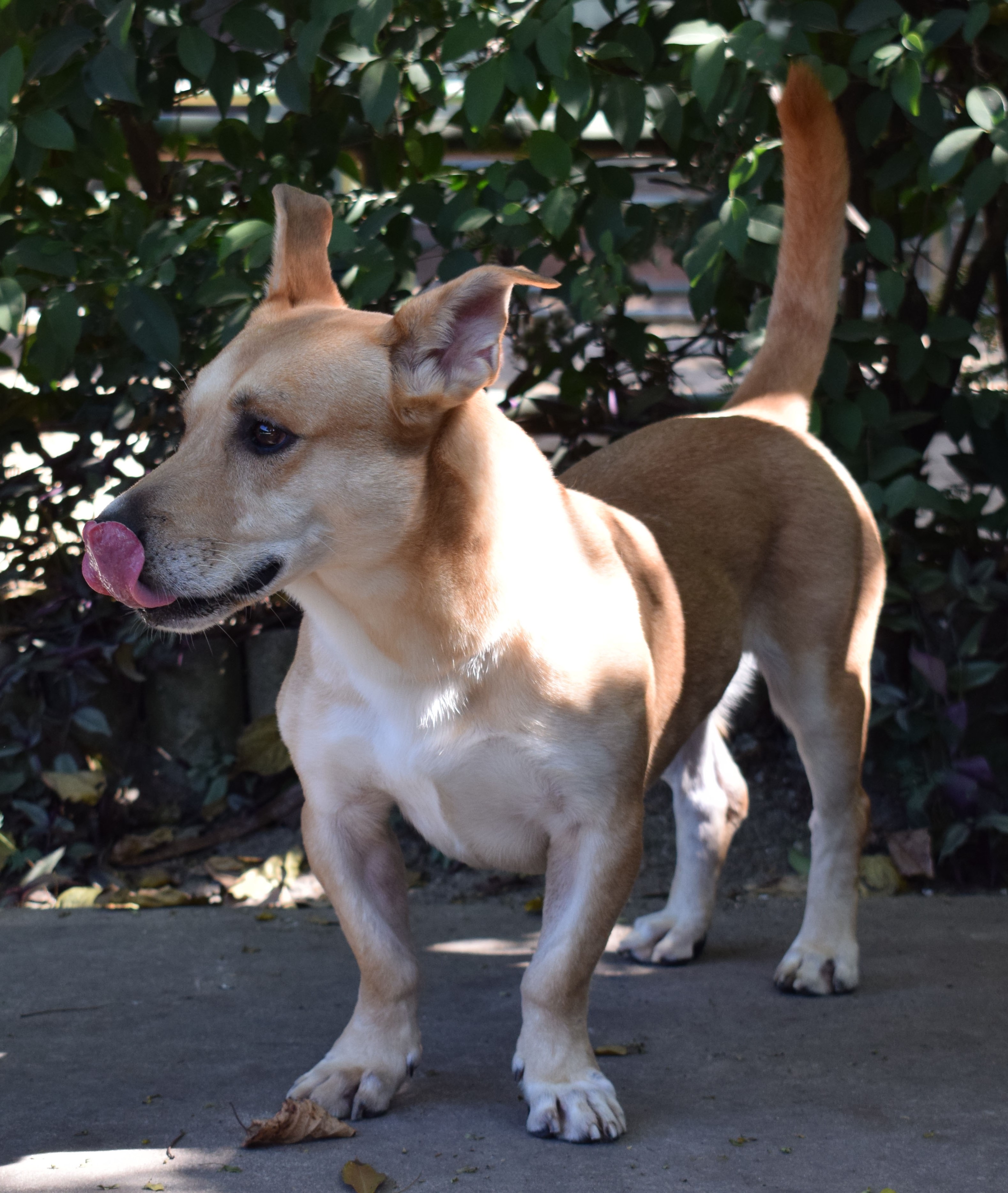  #PraCegoVer: Raichu é um cachorro com pernas curtas, pelagem marrom com manchas brancas, possui olhos pretos e está em pé olhando para o lado  