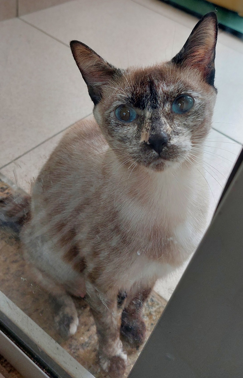 #PraCegoVer: Ruth é uma gata de pelagem branca com manchas pretas e marrons, possui olhos azuis e está sentada olhando para cima.