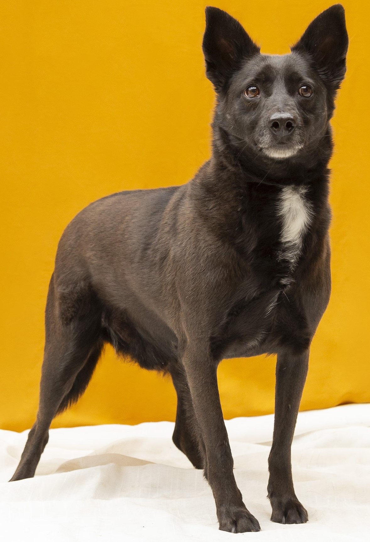 #PraCegoVer: Sadio Mané é um cachorro de pelagem preta, com uma pequena mancha branca na região do peito, tem olhos castanhos e está em pé olhando para a frente.