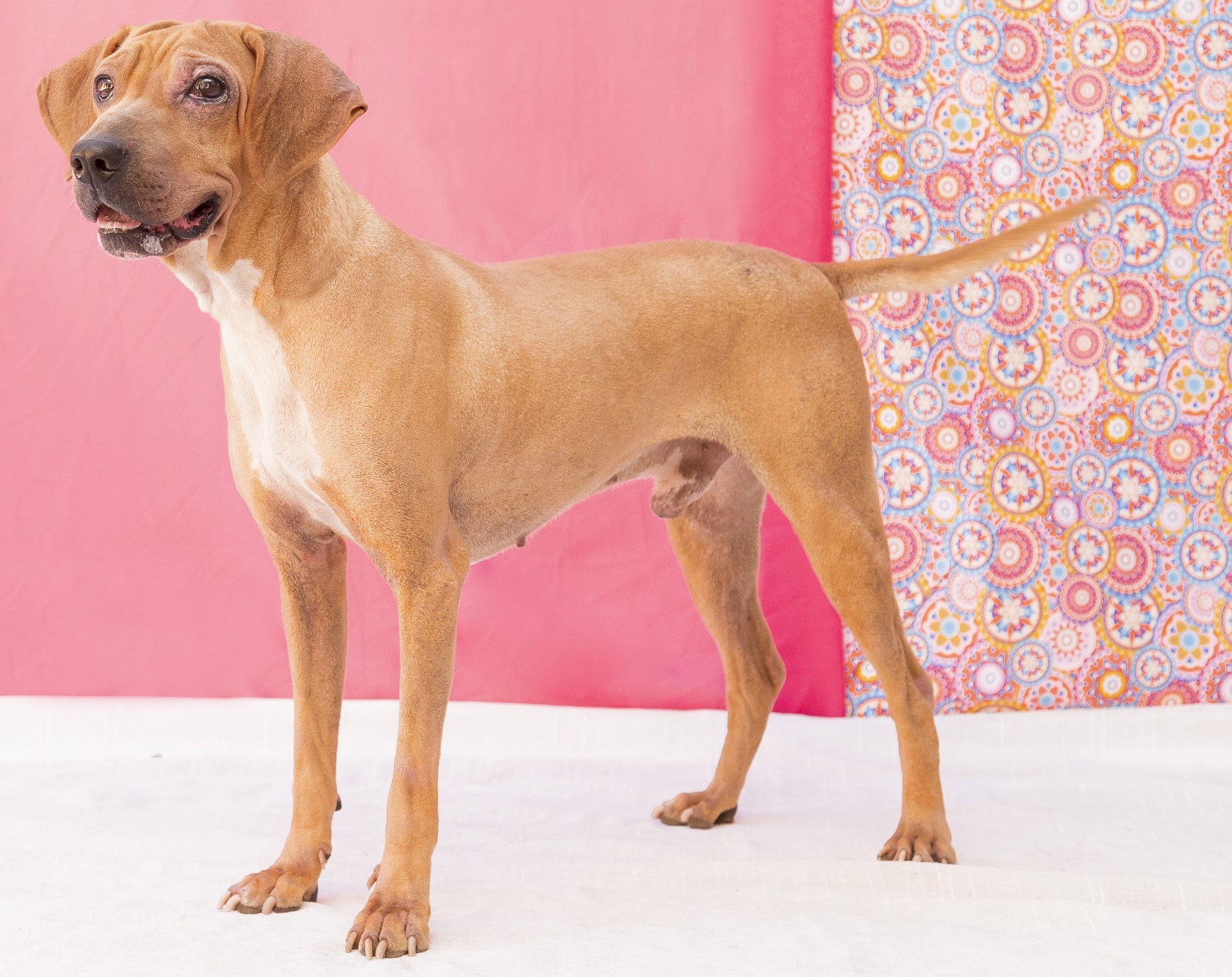 #PraCegoVer: Salsicha é um cachorro de pelagem marrom com manchas brancas, possui olhos marrons, e está em pé olhando para cima.