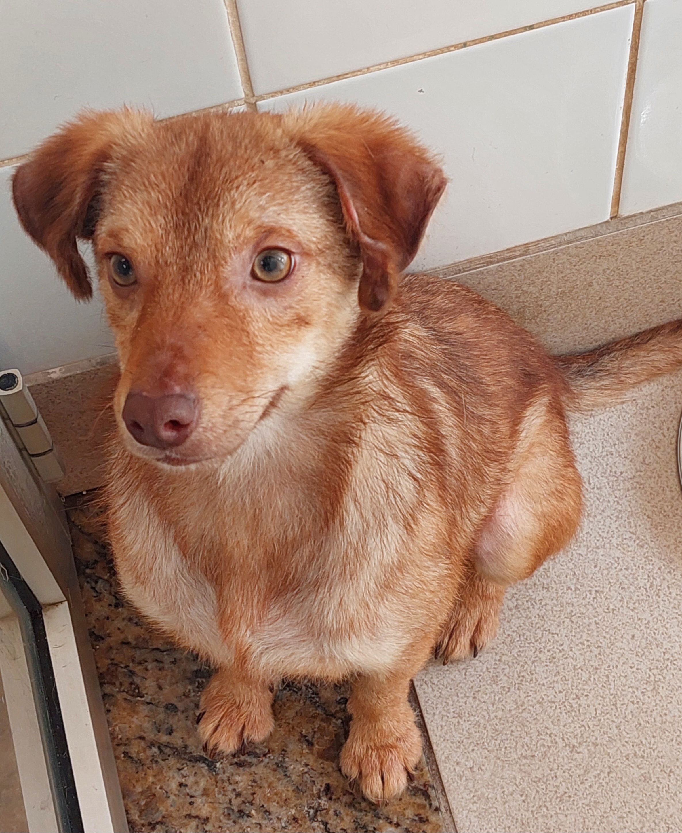 #PraCegoVer: Samuel é um cachorro de pelagem longa, de cor branca com manchas marrons, possui olhos castanhos, e está sentado olhando para cima.