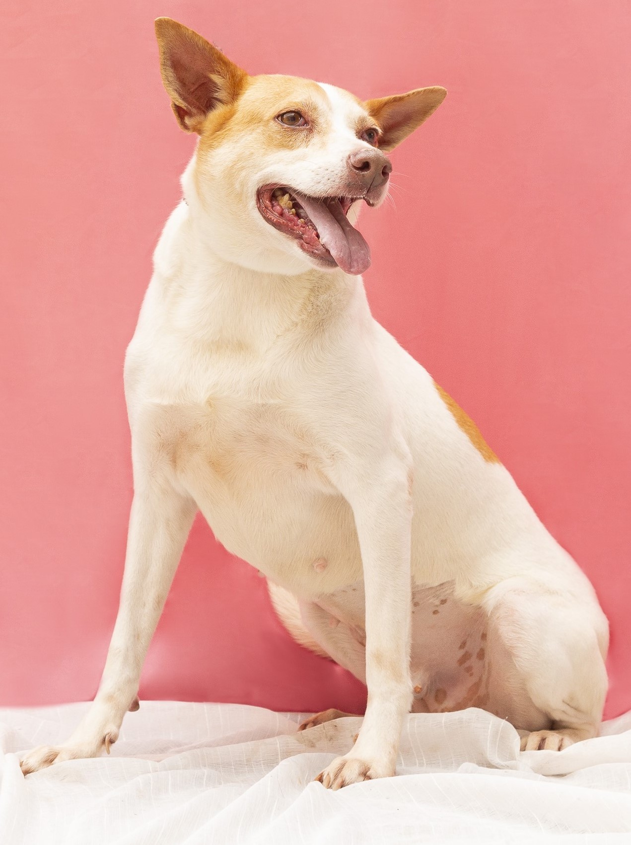 #PraCegoVer: Silka é uma cachorra de pelagem branca, com manchas castanho claro, tem olhos castanhos e está sentada olhando para o lado.