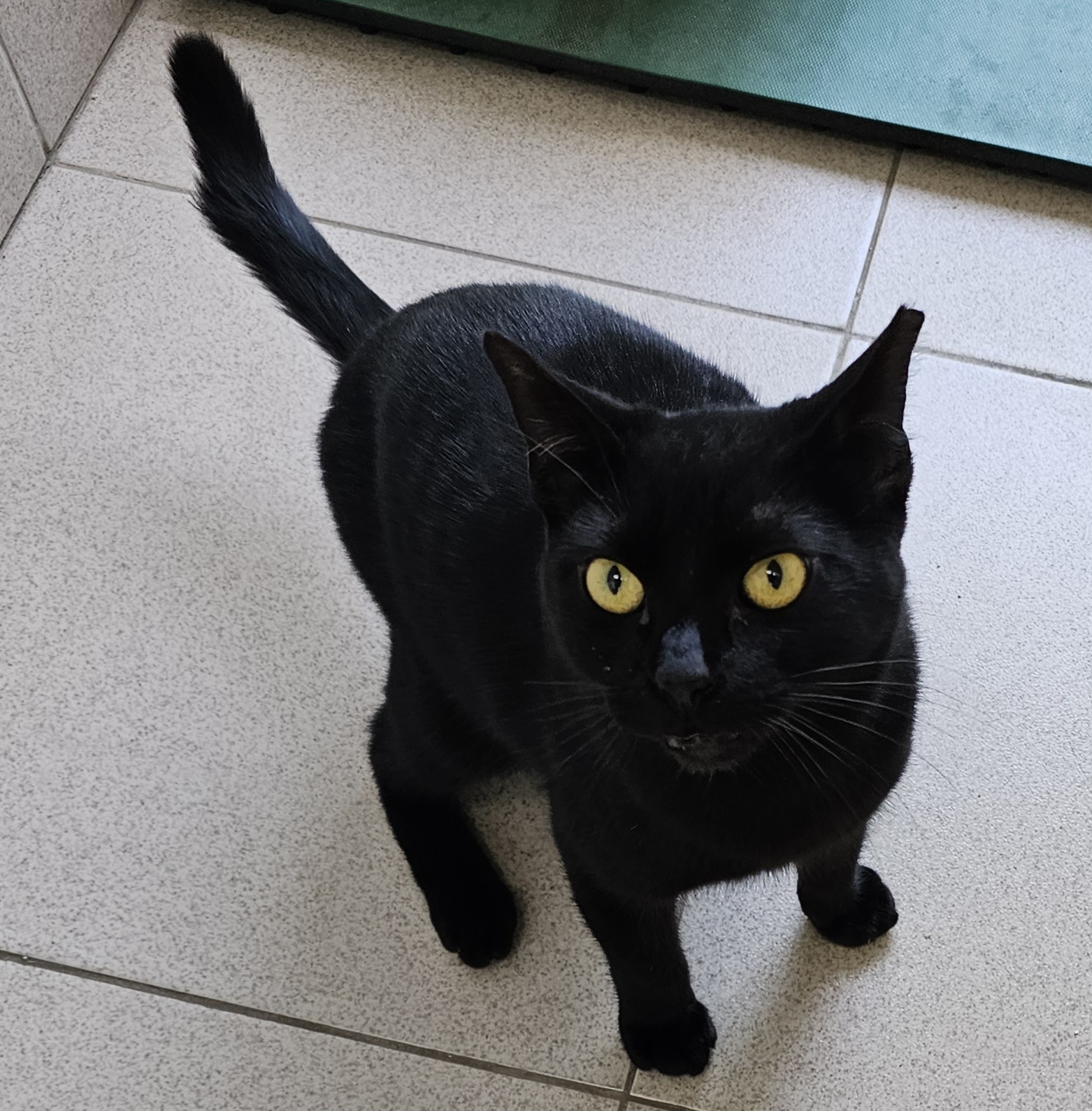 #PraCegoVer: Sorriso é um gato de pelagem inteira preta, possui olhos verdes e está em pé olhando para cima 