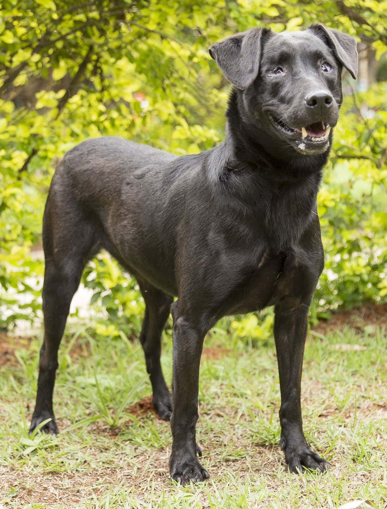 #PraCegoVer: Stella é uma cachorra de pelagem preta, não possui um olho, e está em pé, num fundo de plantas. 