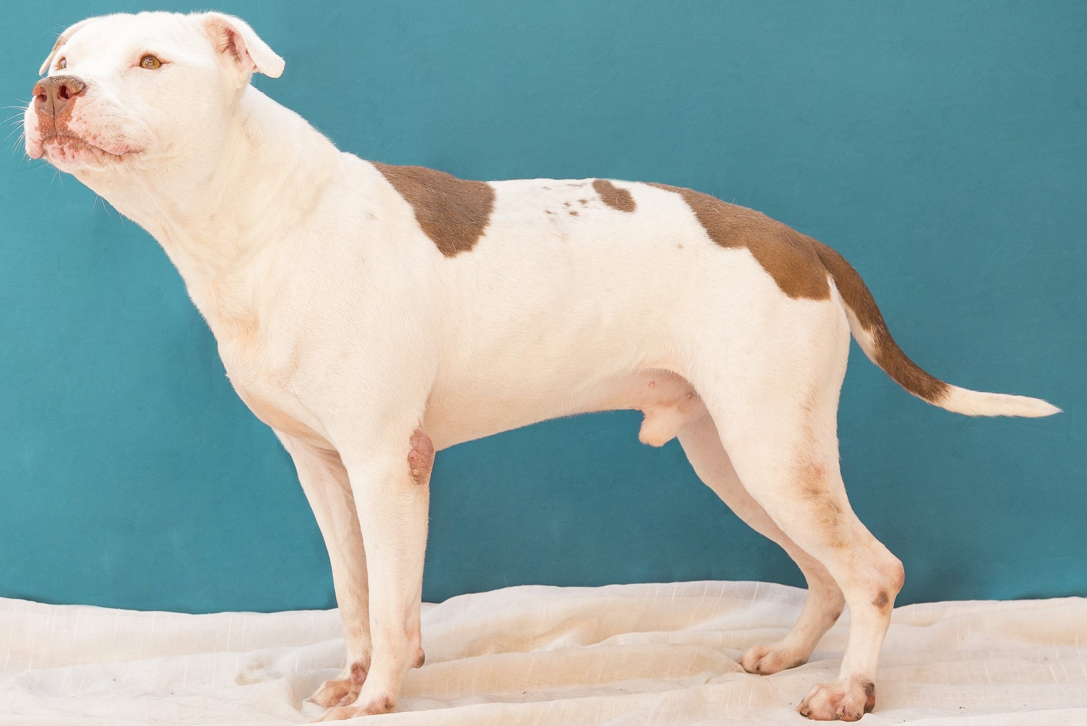 #PraCegoVer: Theo é um cachorro de pelagem branca com manchas marrons, olhos castanhos claros e está em pé olhando para o lado.