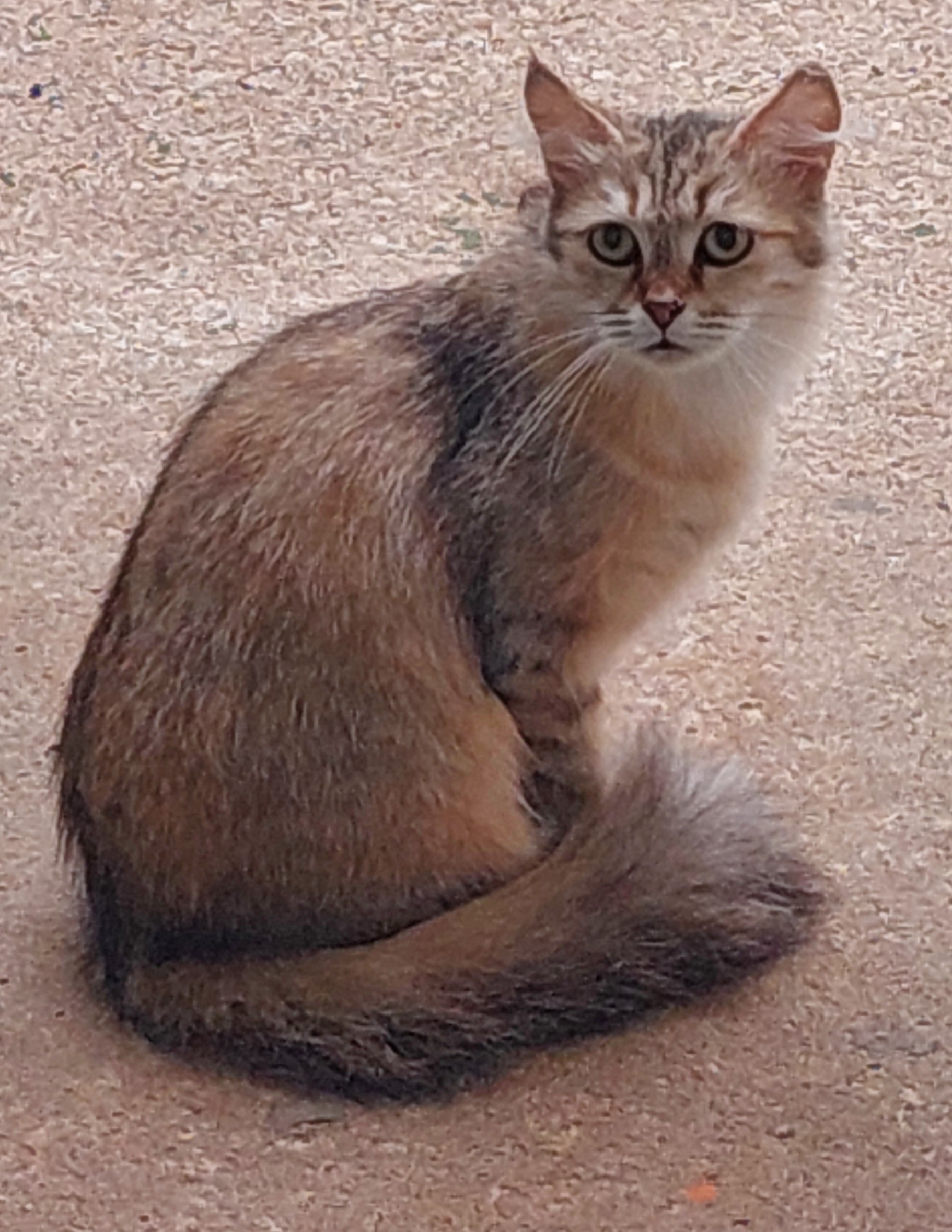 #PraCegoVer: Yasmin é uma gata de pelagem branca, com manchas marrons e pretas, possui olhos verdes e está sentada olhando para frente.