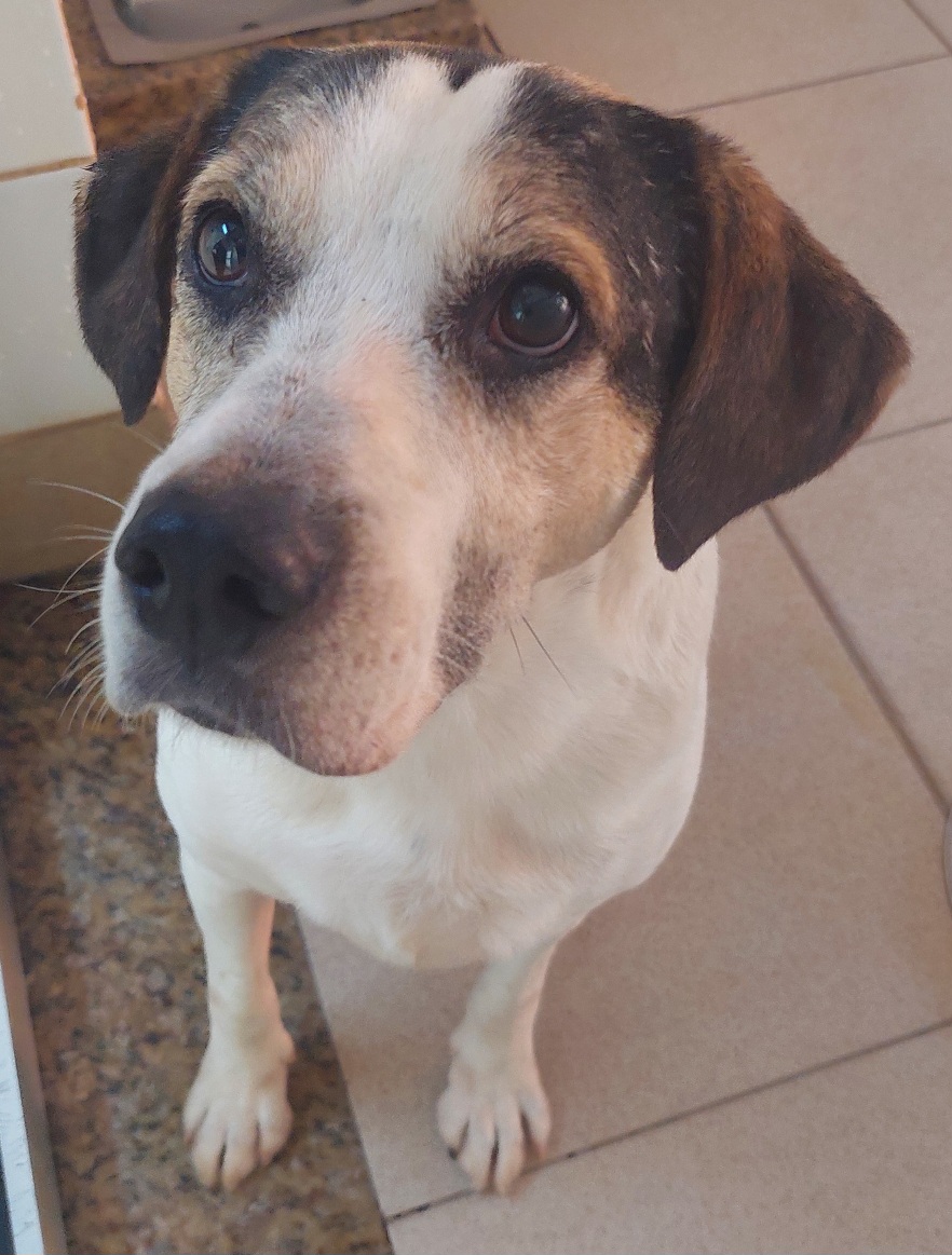 #PraCegoVer: Yoda é um cachorro de pelagem branca com manchas pretas e marrons, possui olhos marrons e está sentado olhando para cima 