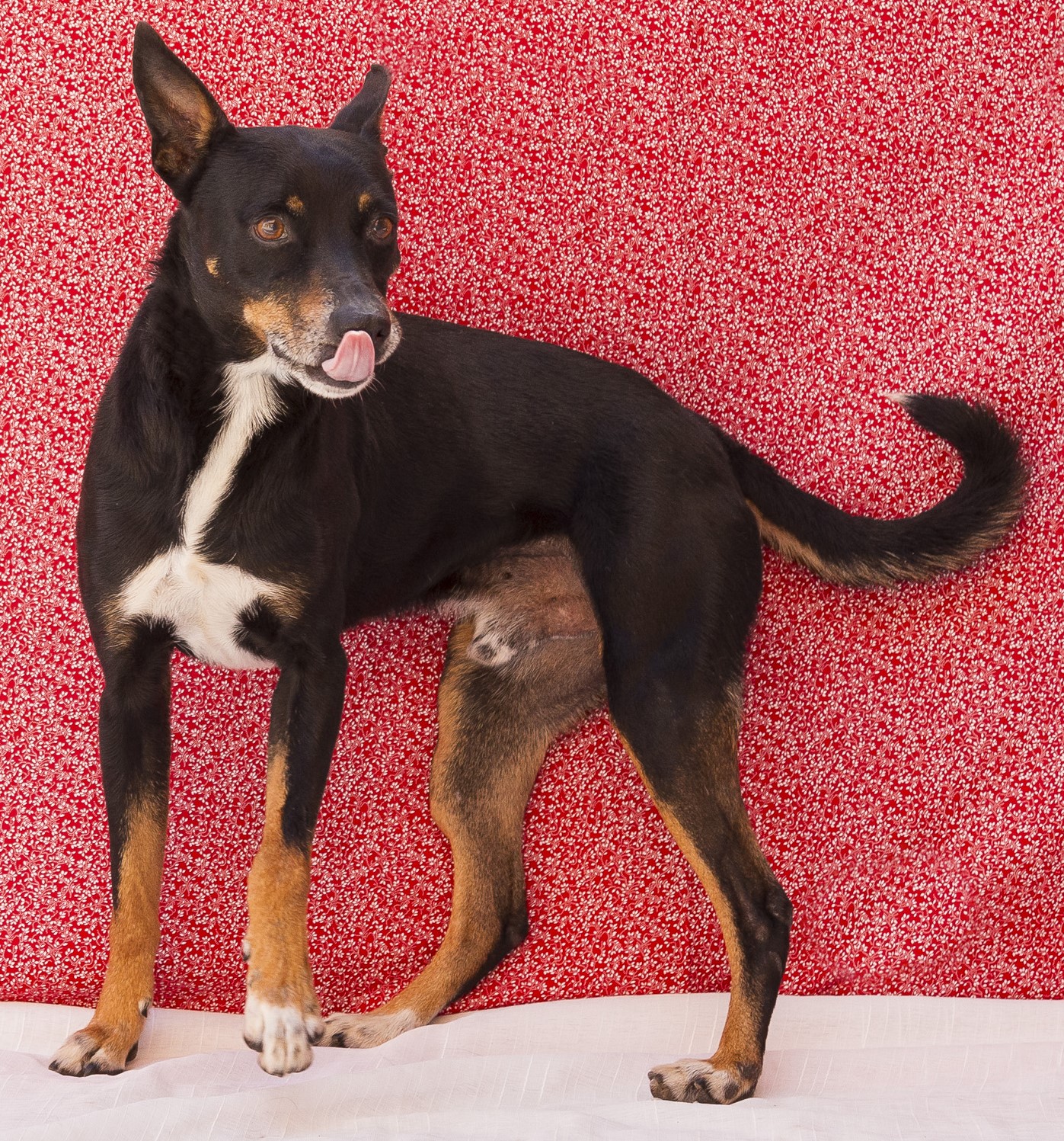 #PraCegoVer: Yoshi é um cachorro de pelagem curta, cor preta com manchas brancas e marrons, possui olhos marrons e está em pé olhando para frente.